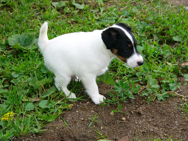 Chiot Elevage De La Rivi re Landelot eleveur de chiens Fox