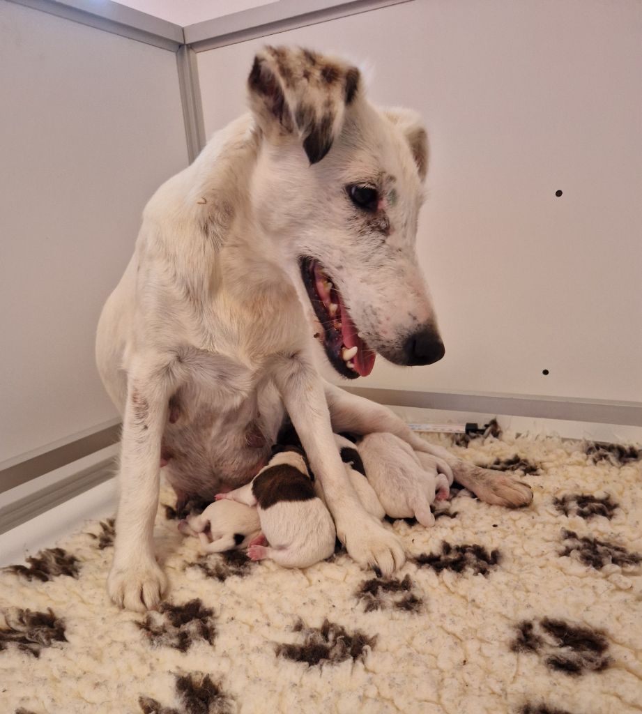 chiot Fox Terrier Poil lisse De La Rivière Landelot