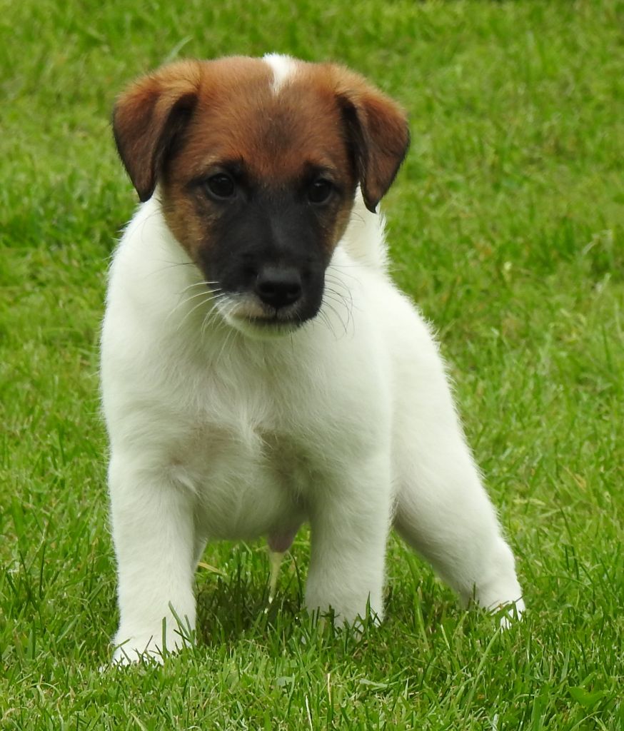 De La Rivière Landelot - Chiot disponible  - Fox Terrier Poil lisse