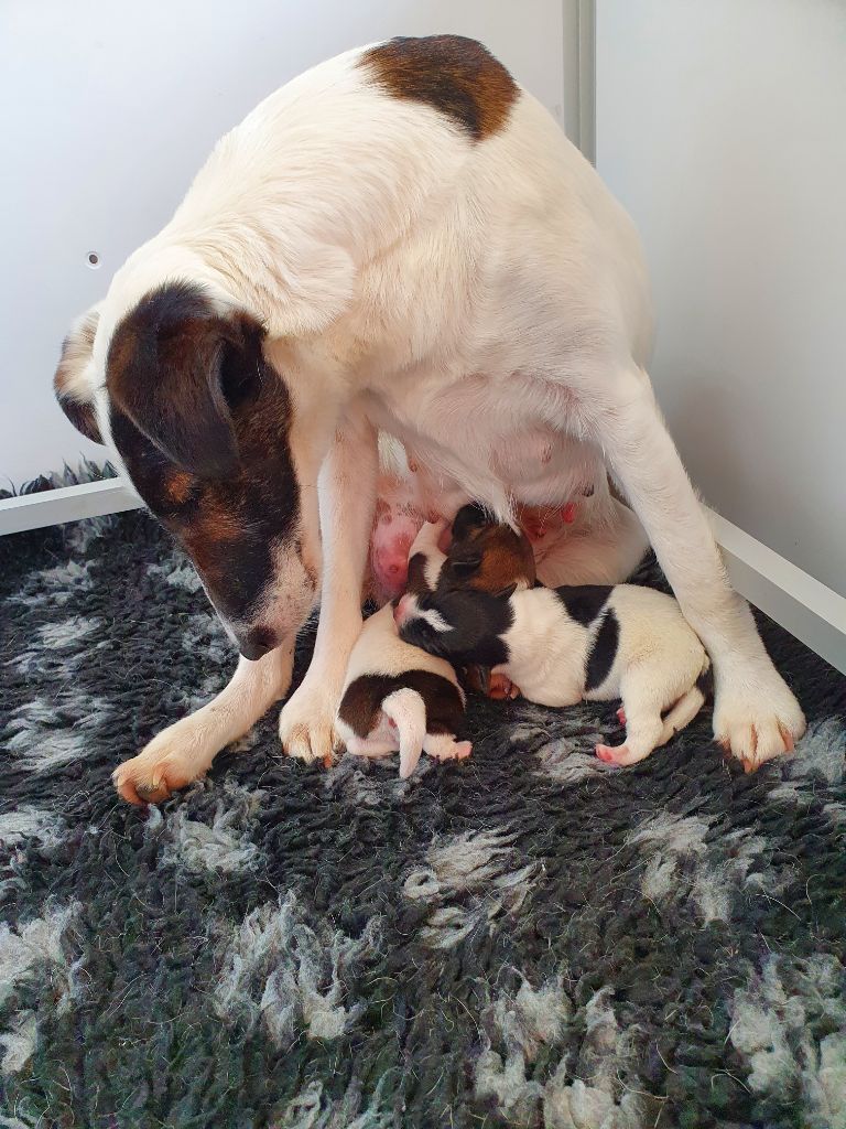 chiot Fox Terrier Poil lisse De La Rivière Landelot