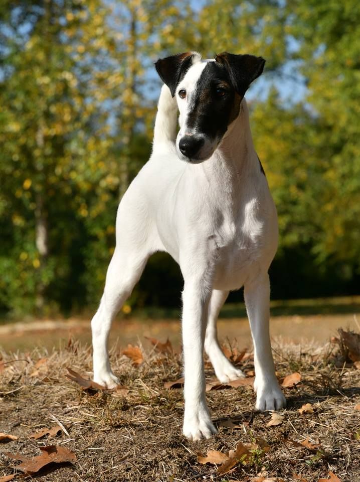 CH. Nikita De La Rivière Landelot