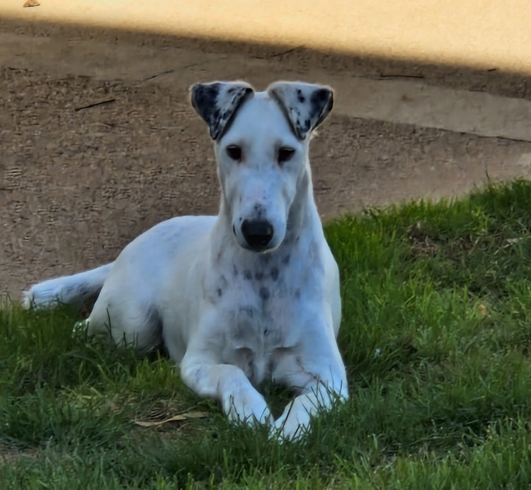 Victoire Chelines De La Rivière Landelot