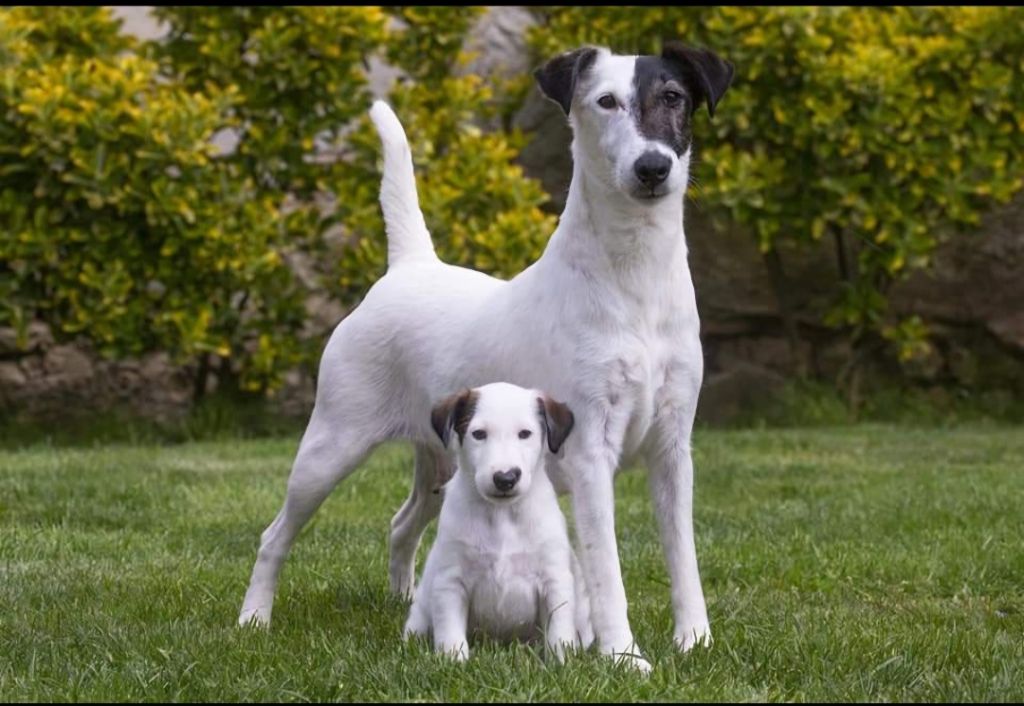 CHIOT LOF DISPONIBLE
