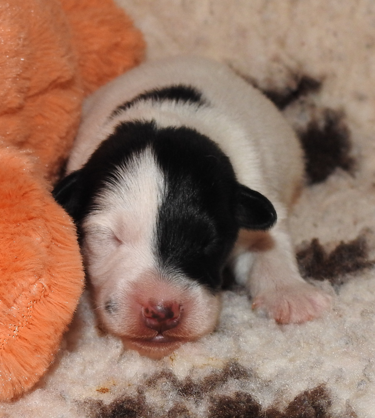 CHIOTS LOF DISPONIBLES