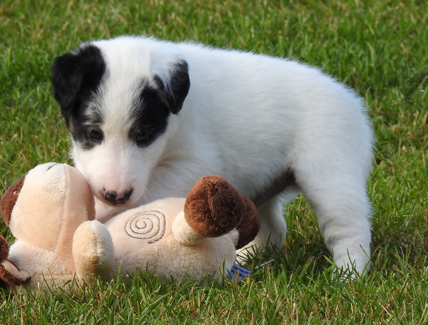 CHIOTS LOF DISPONIBLES
