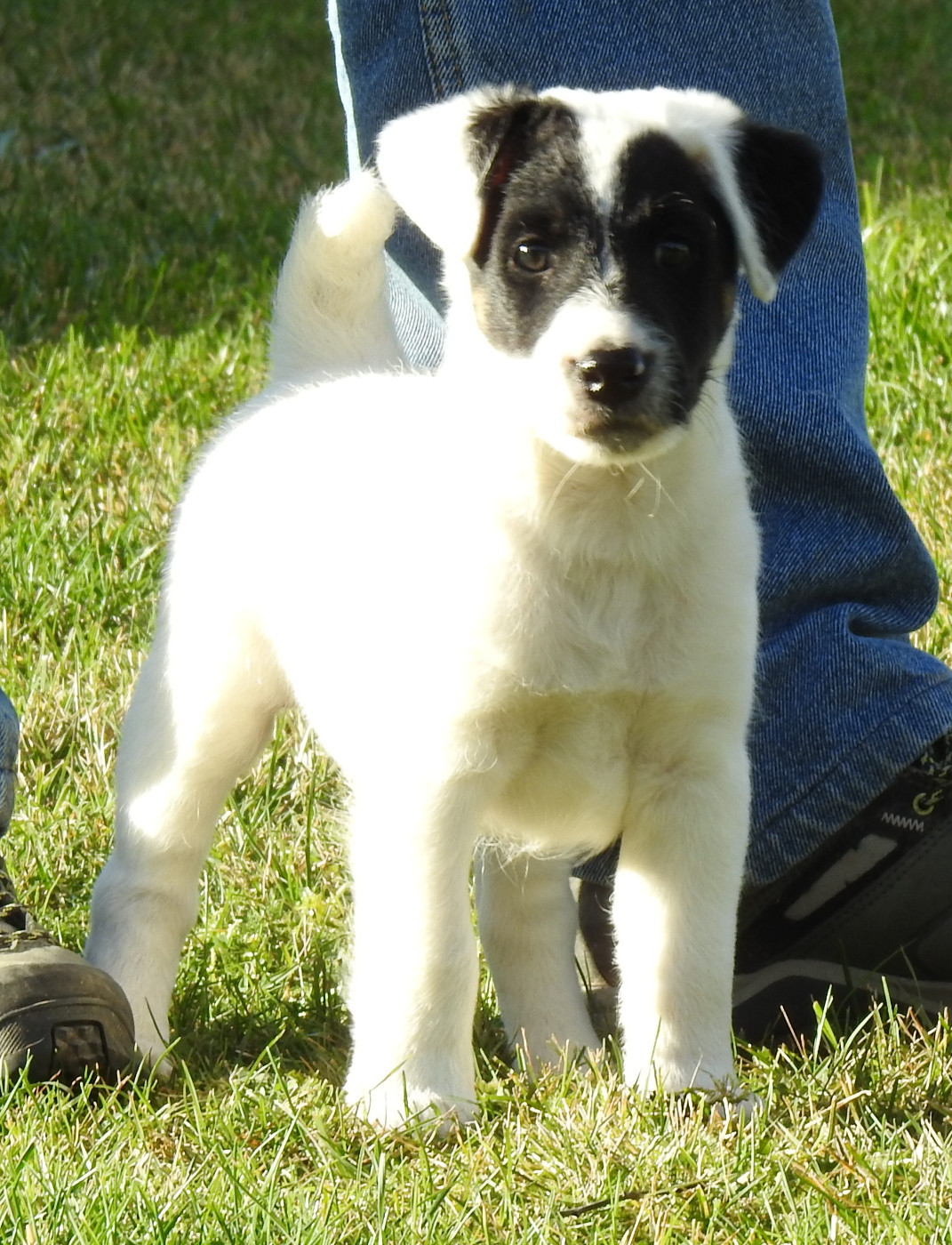 CHIOTS LOF DISPONIBLES