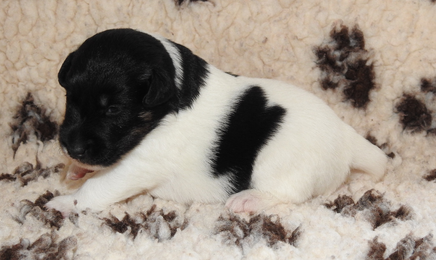 Une belle naissance à la maison - Chiots LOF à réserver -