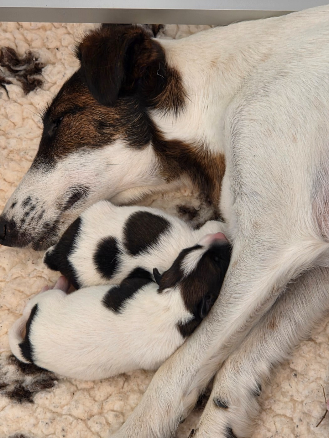 Une belle naissance à la maison - Chiots LOF à réserver -