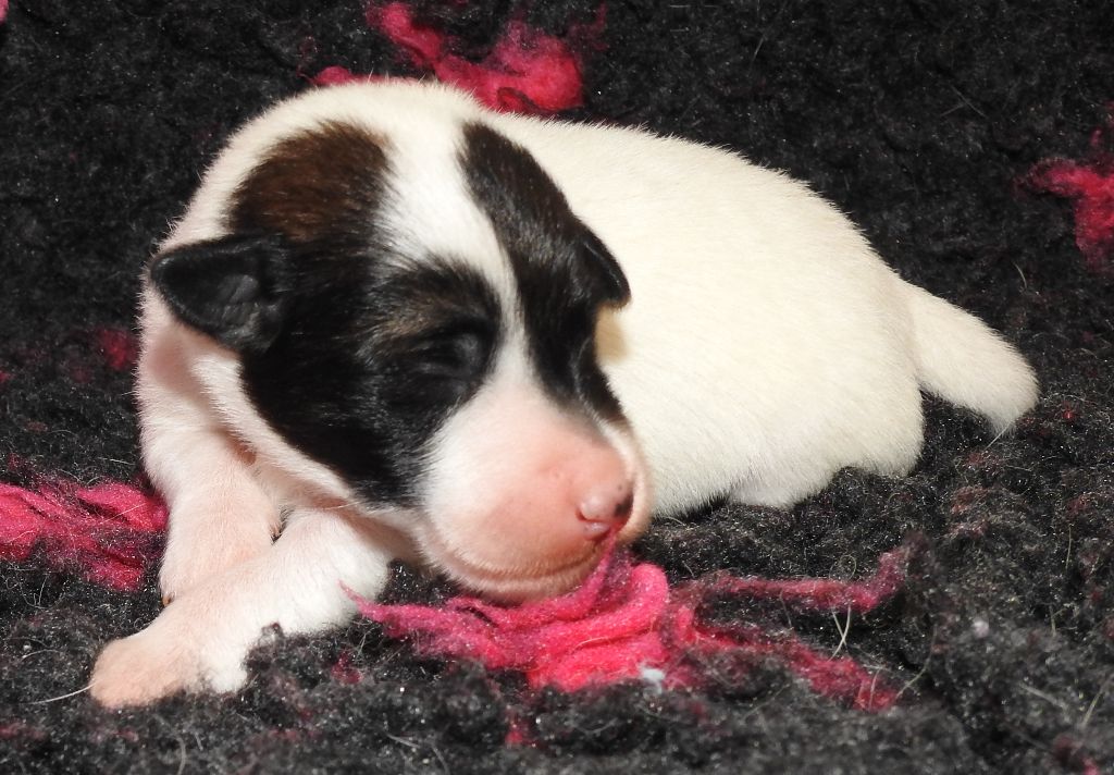 CHIOTS LOF DISPONIBLES