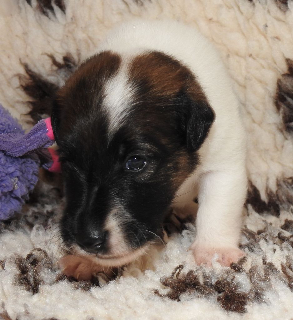 De La Rivière Landelot - CHIOTS LOF DISPONIBLES