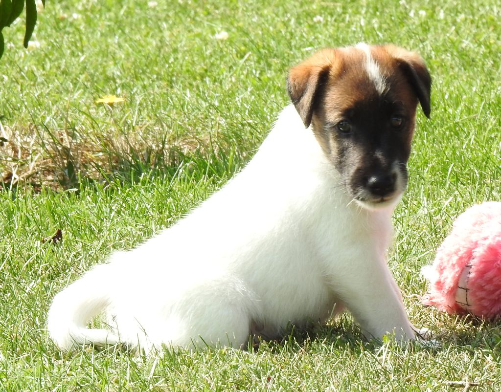 CHIOT LOF DISPONIBLE