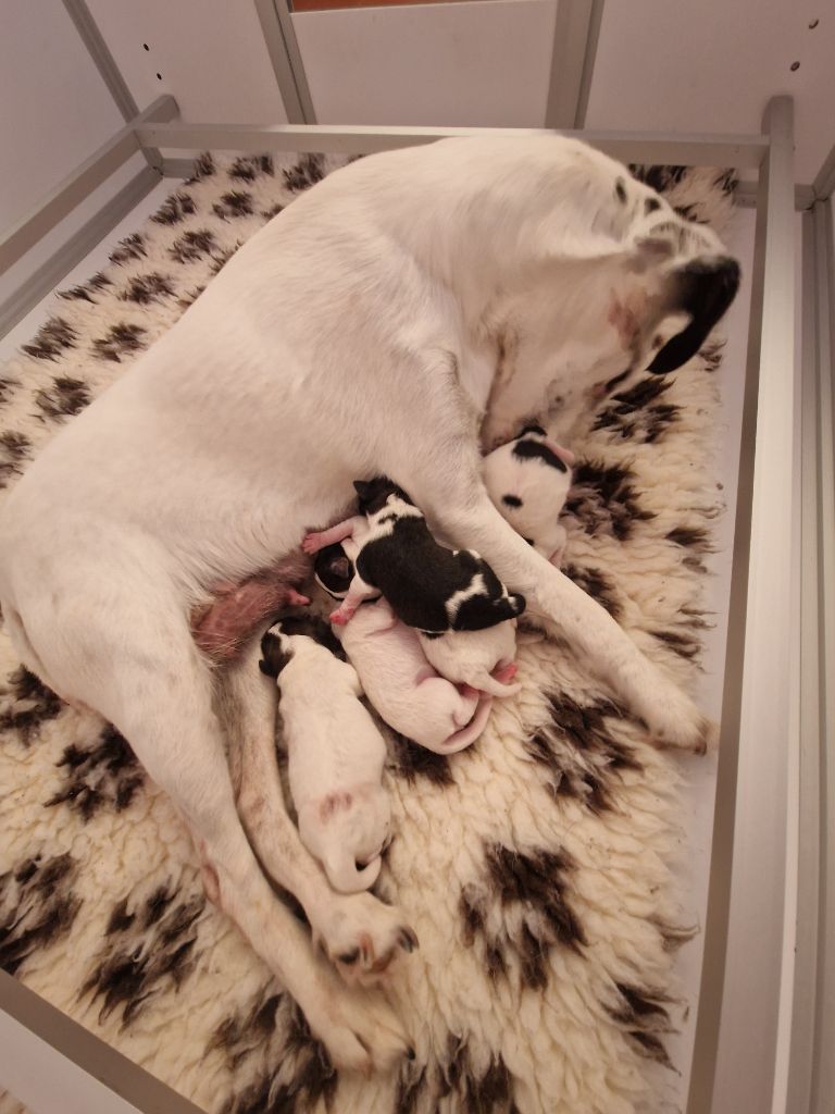 Chiot Fox Terrier Poil lisse De La Rivière Landelot