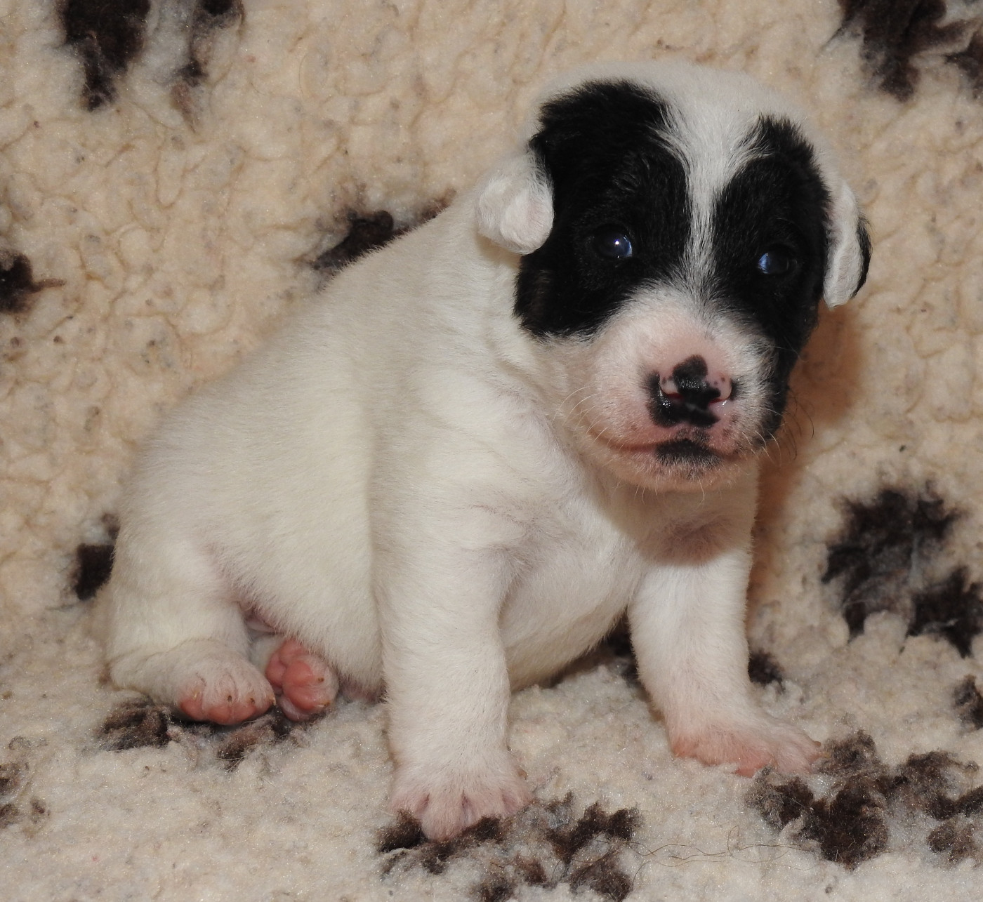 De La Rivière Landelot - Chiots disponibles - Fox Terrier Poil lisse