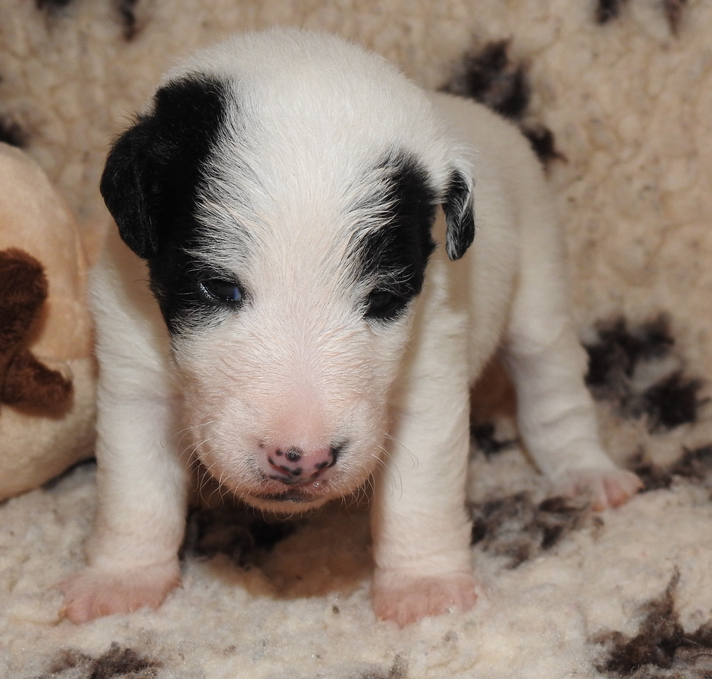 De La Rivière Landelot - Chiots disponibles - Fox Terrier Poil lisse