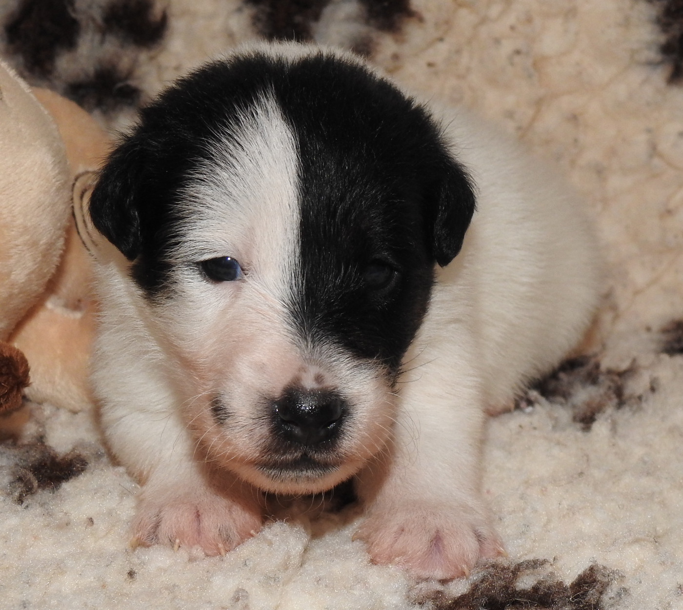 De La Rivière Landelot - Chiots disponibles - Fox Terrier Poil lisse