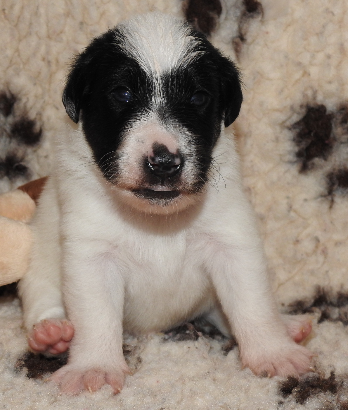 De La Rivière Landelot - Chiots disponibles - Fox Terrier Poil lisse