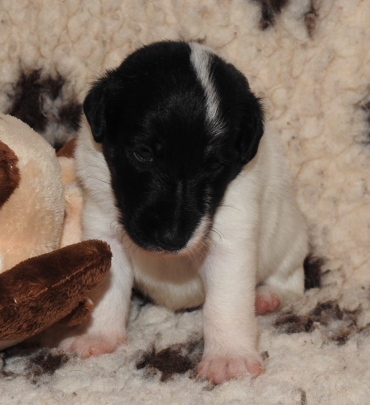 De La Rivière Landelot - Chiots disponibles - Fox Terrier Poil lisse