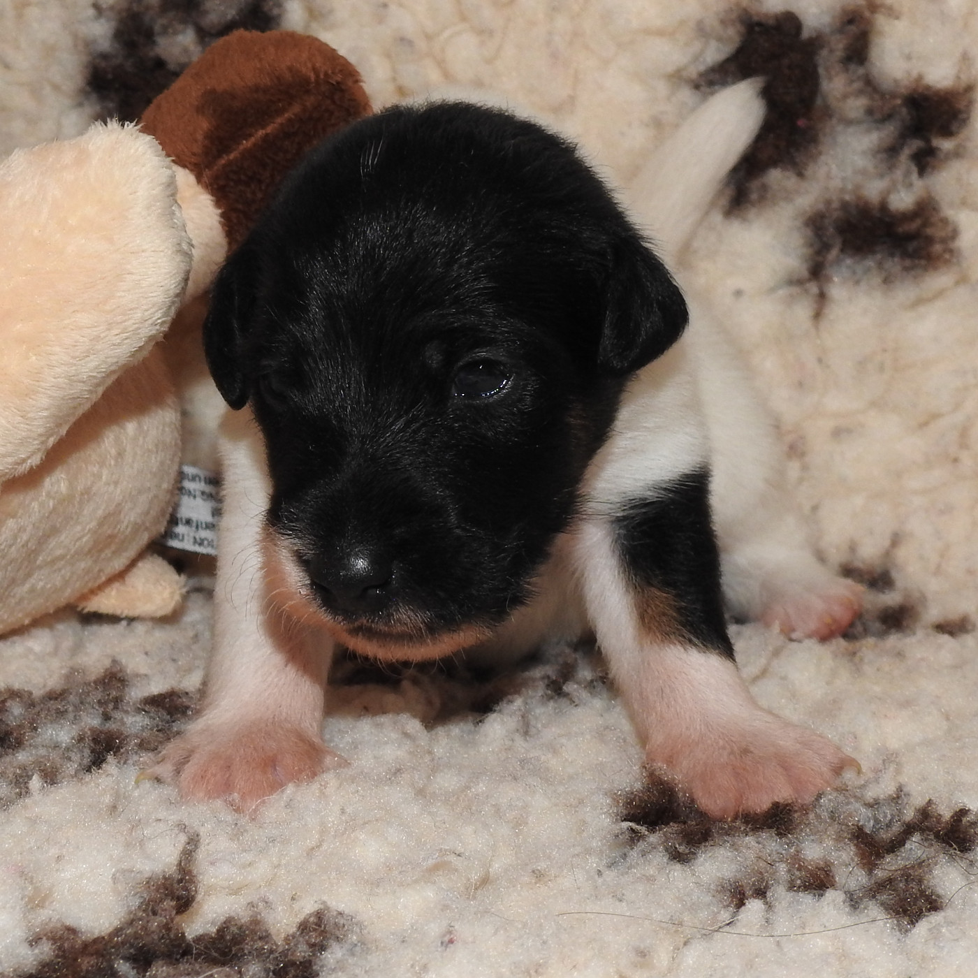 De La Rivière Landelot - Chiots disponibles - Fox Terrier Poil lisse