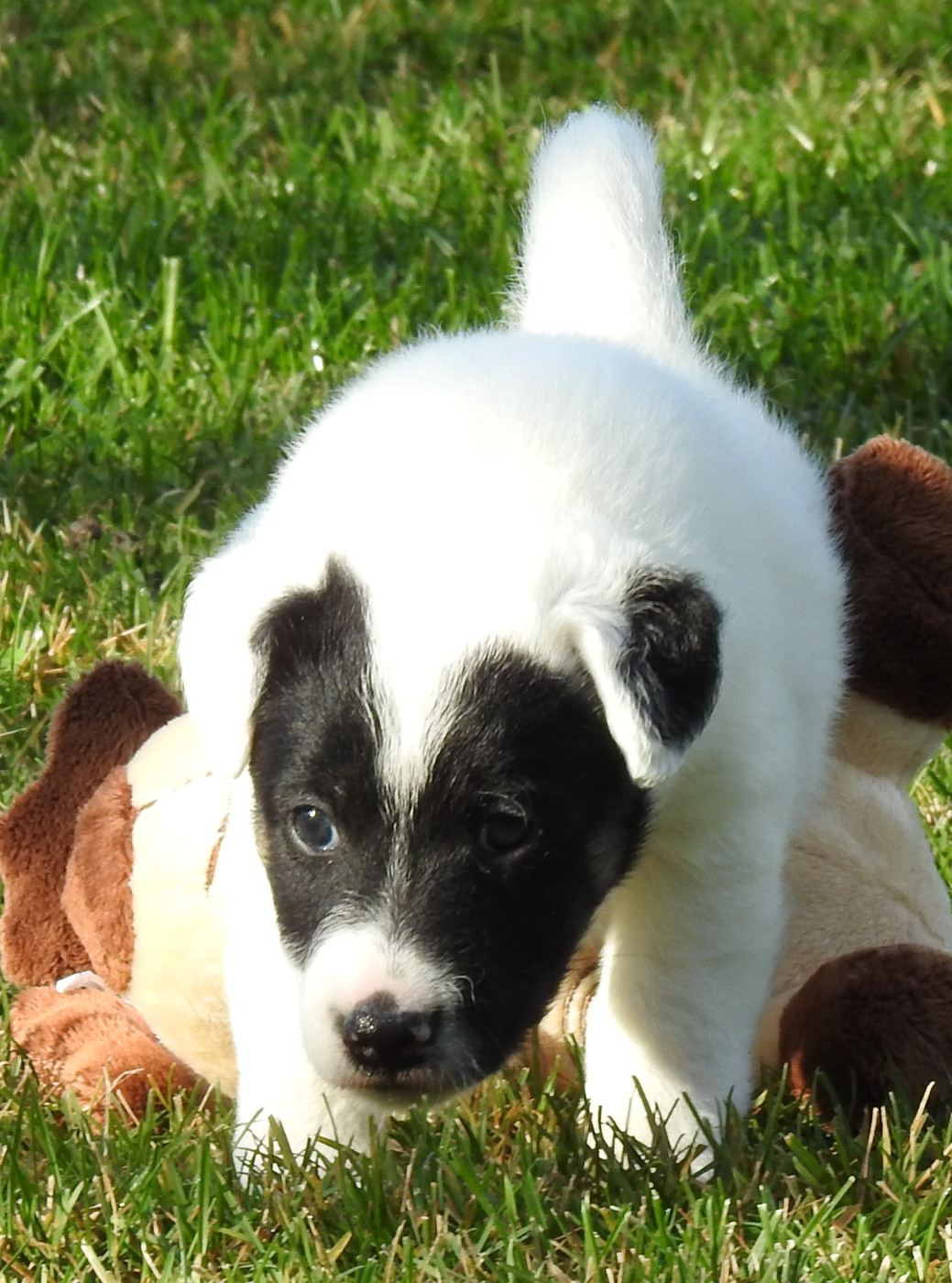 De La Rivière Landelot - Chiots disponibles - Fox Terrier Poil lisse