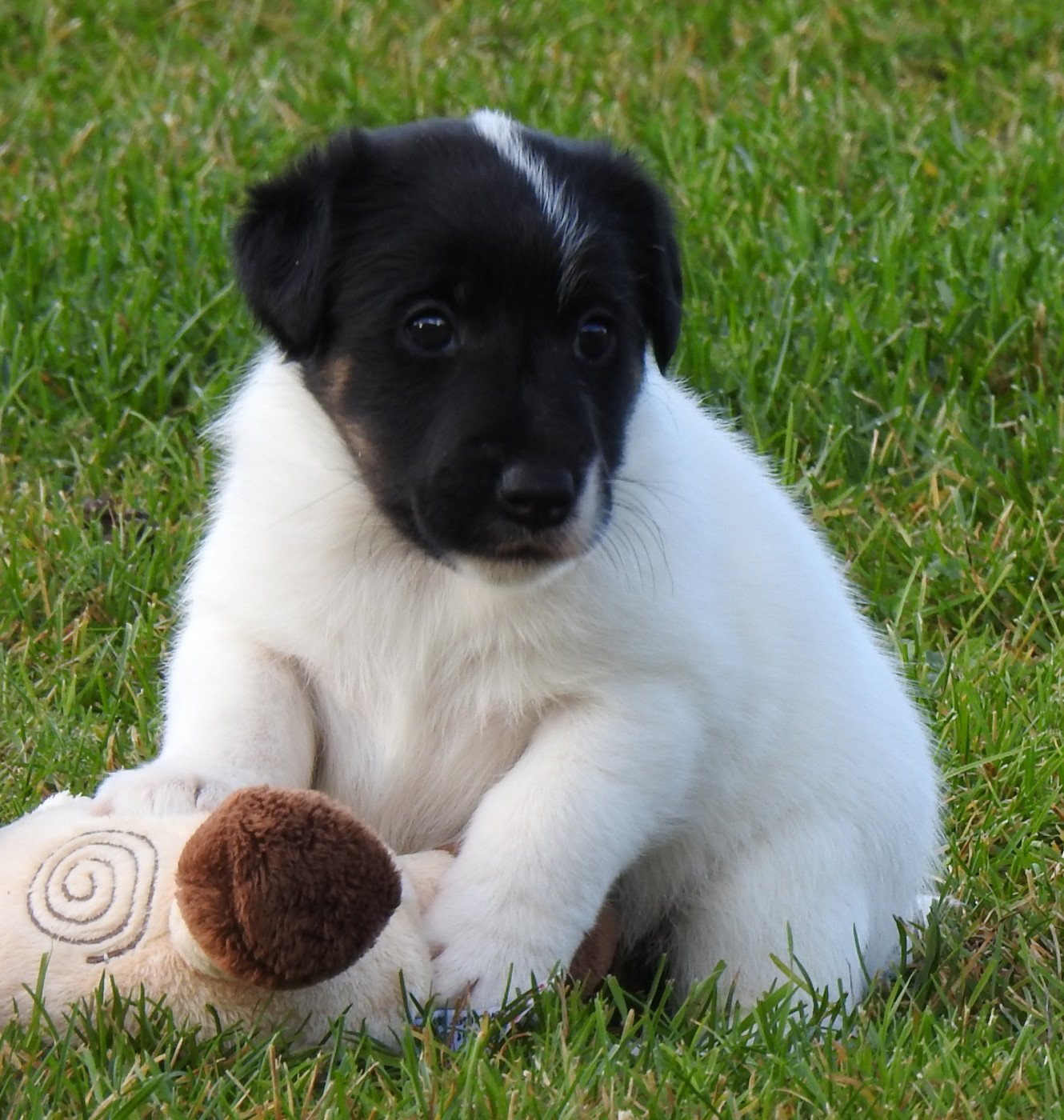 De La Rivière Landelot - Chiots disponibles - Fox Terrier Poil lisse