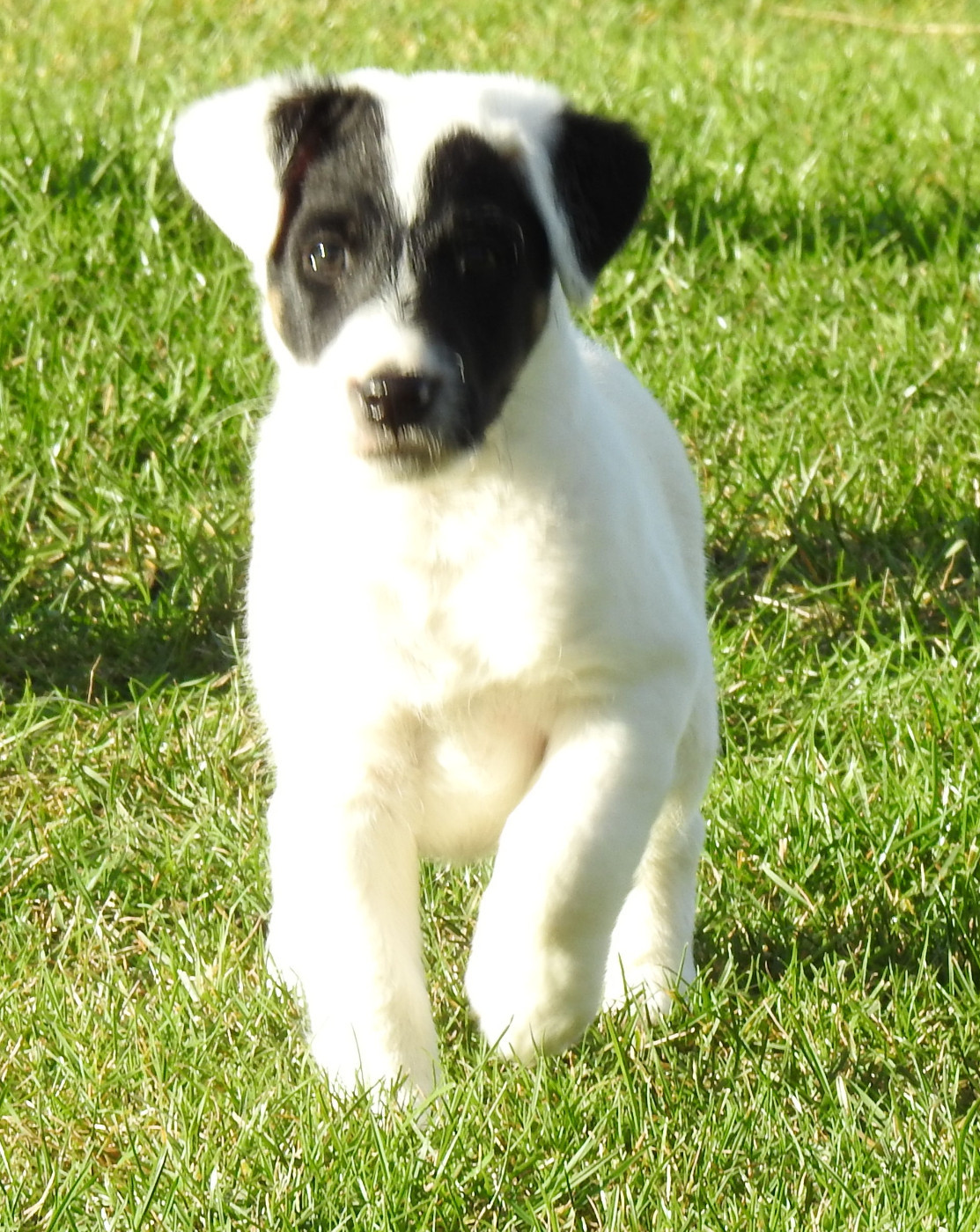De La Rivière Landelot - Chiots disponibles - Fox Terrier Poil lisse