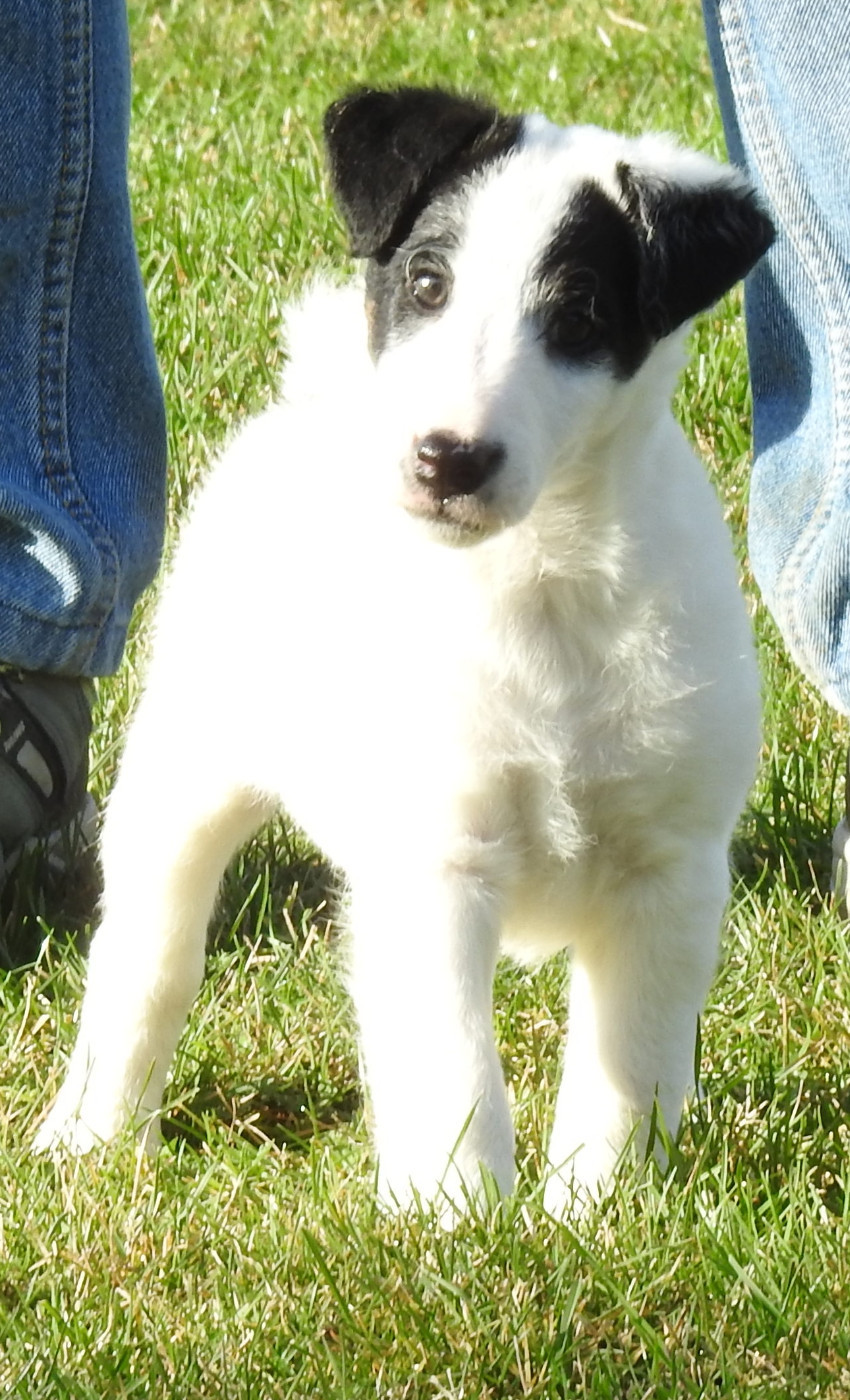 De La Rivière Landelot - Chiots disponibles - Fox Terrier Poil lisse
