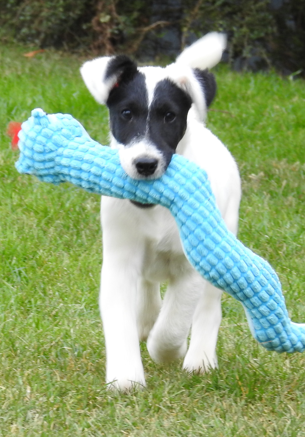 De La Rivière Landelot - Chiots disponibles - Fox Terrier Poil lisse