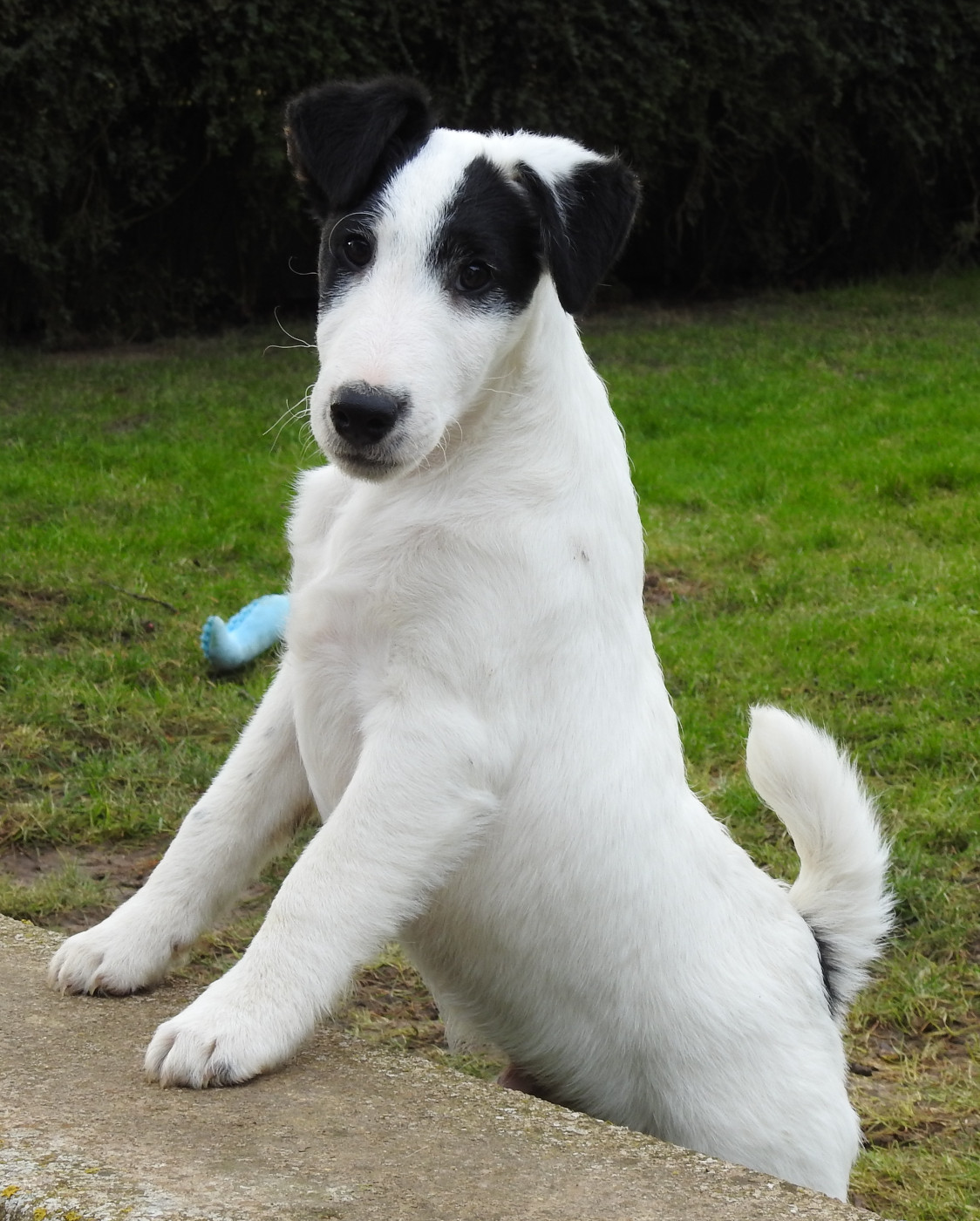 De La Rivière Landelot - Chiots disponibles - Fox Terrier Poil lisse