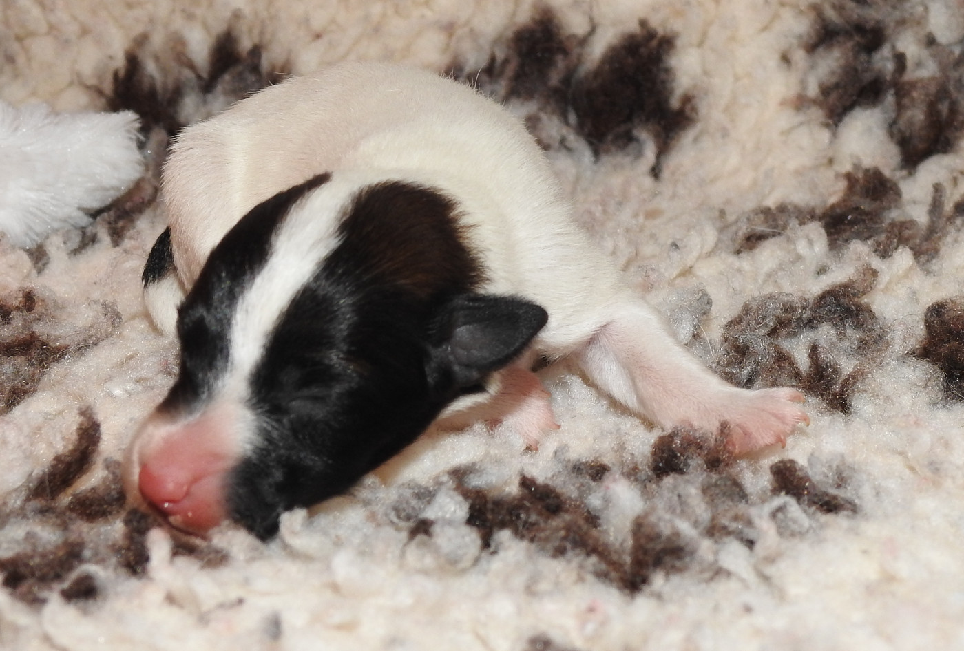 De La Rivière Landelot - Chiots disponibles - Fox Terrier Poil lisse