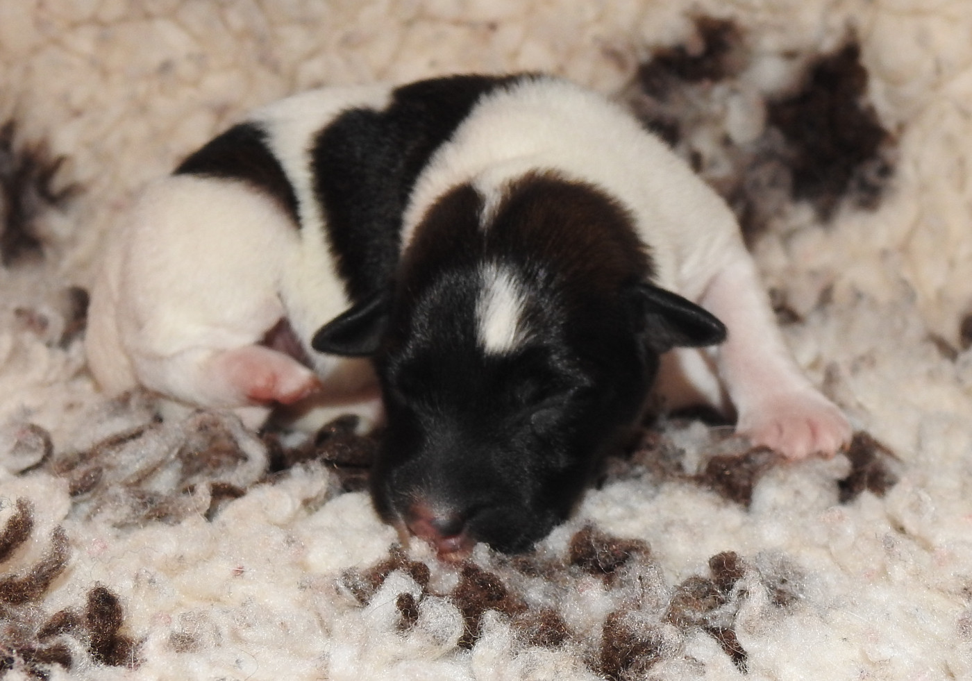 De La Rivière Landelot - Chiots disponibles - Fox Terrier Poil lisse