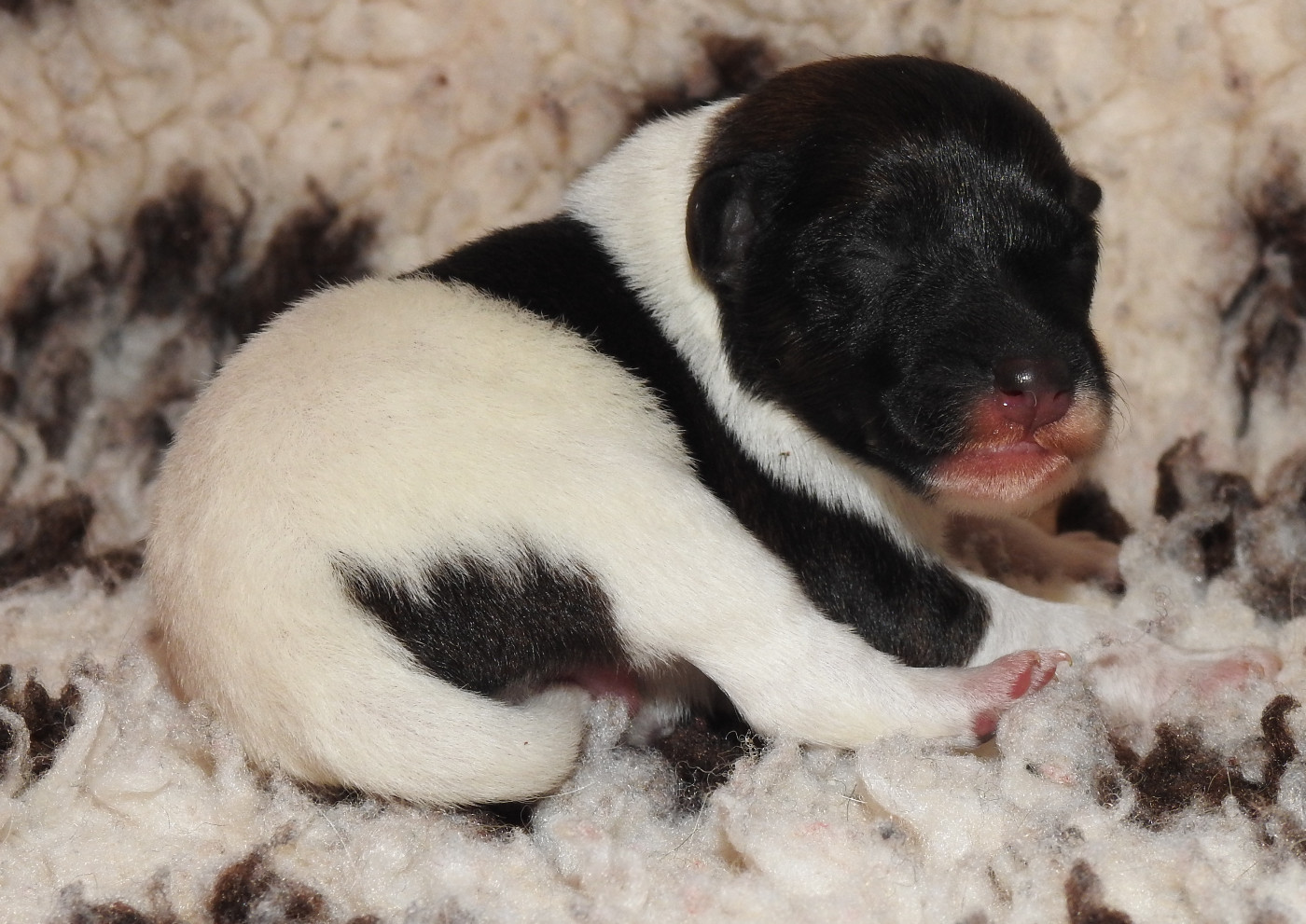 De La Rivière Landelot - Chiots disponibles - Fox Terrier Poil lisse