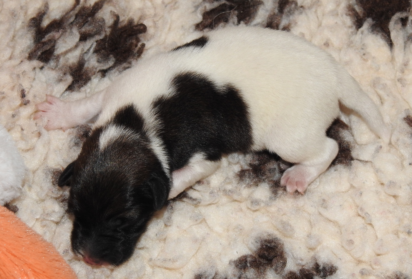 De La Rivière Landelot - Chiots disponibles - Fox Terrier Poil lisse