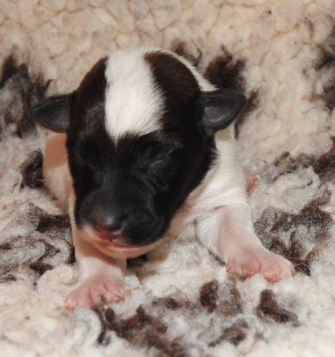 De La Rivière Landelot - Chiots disponibles - Fox Terrier Poil lisse