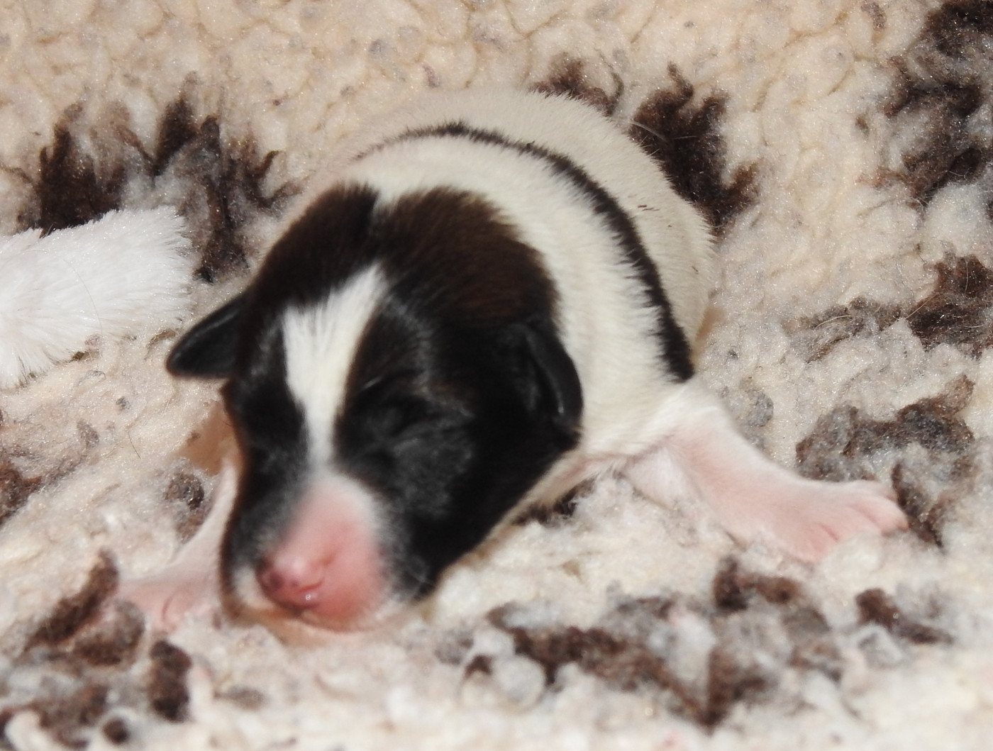 De La Rivière Landelot - Chiots disponibles - Fox Terrier Poil lisse