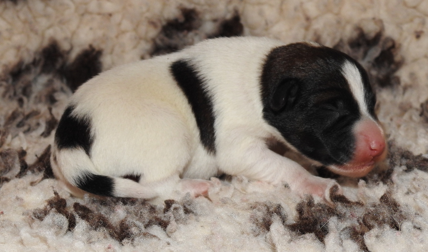 De La Rivière Landelot - Chiots disponibles - Fox Terrier Poil lisse