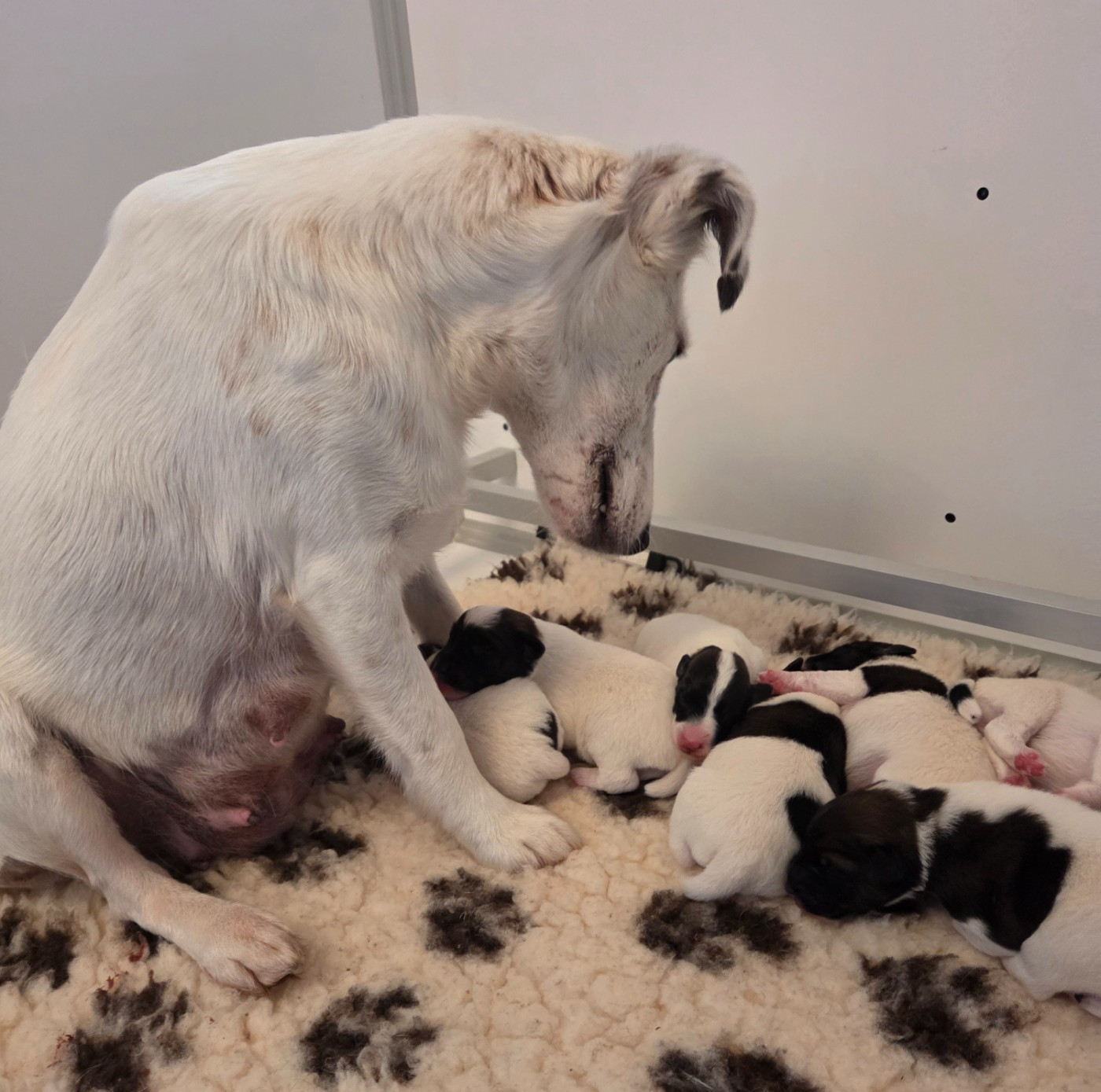Chiot Fox Terrier Poil lisse De La Rivière Landelot