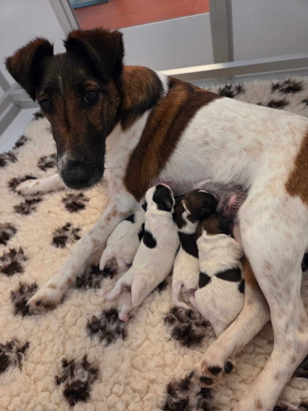 Chiot Fox Terrier Poil lisse De La Rivière Landelot