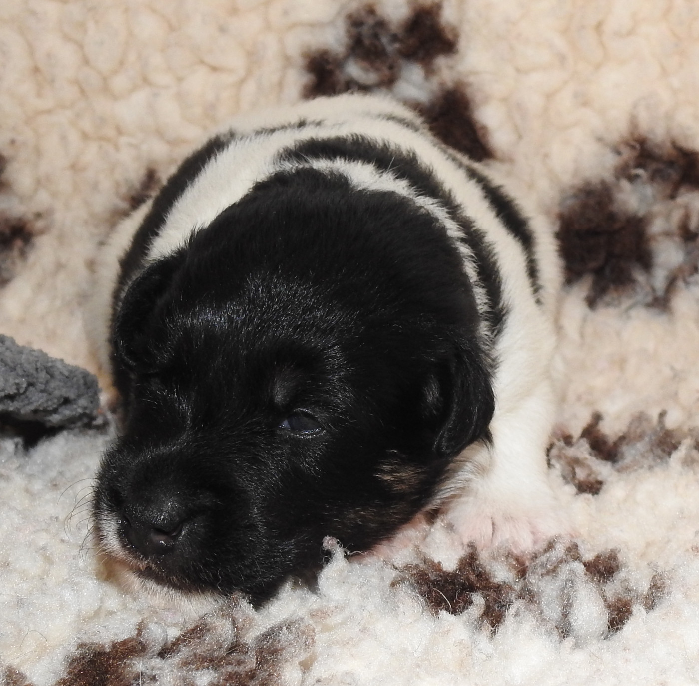 De La Rivière Landelot - Chiots disponibles - Fox Terrier Poil lisse