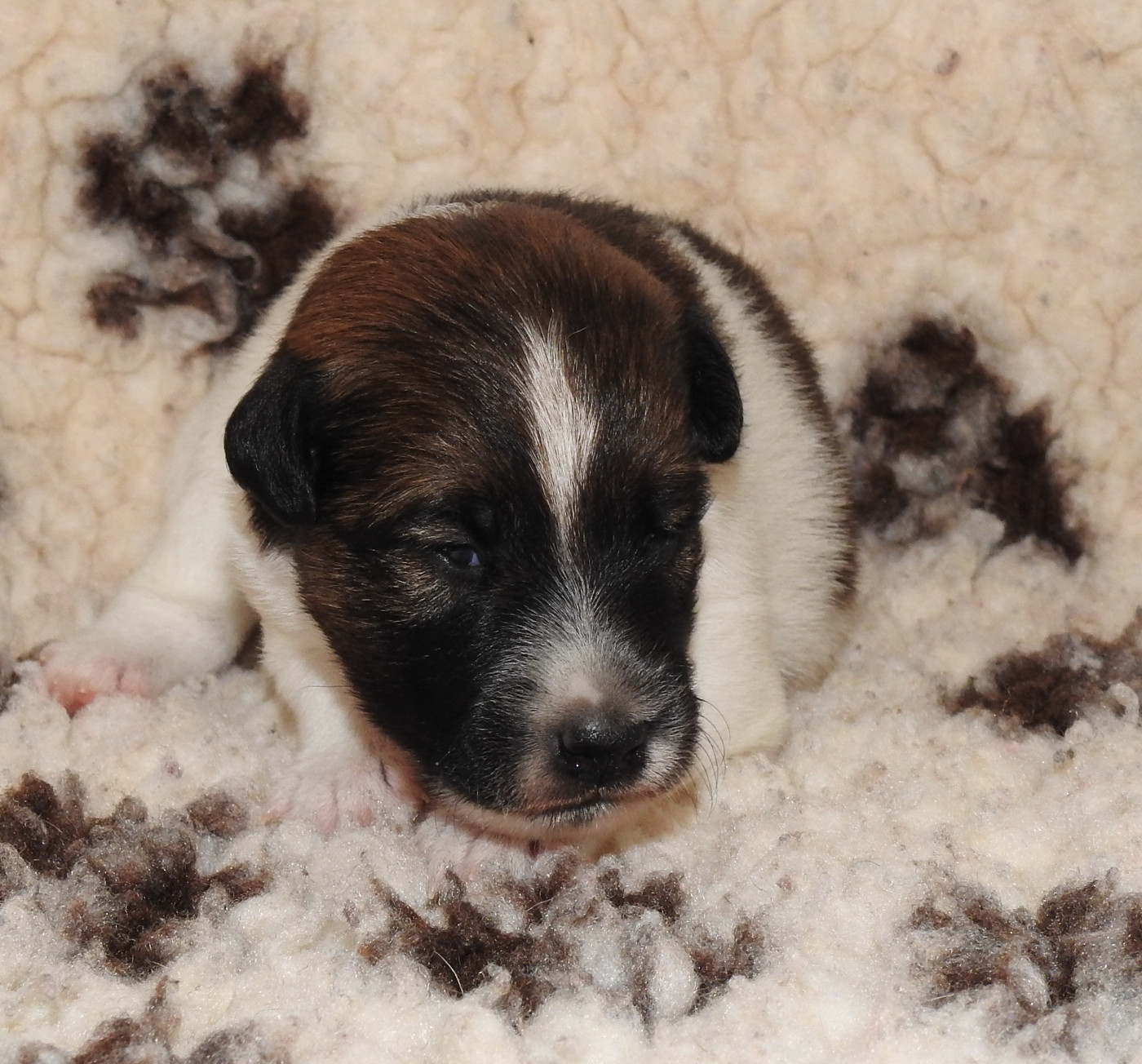 De La Rivière Landelot - Chiots disponibles - Fox Terrier Poil lisse