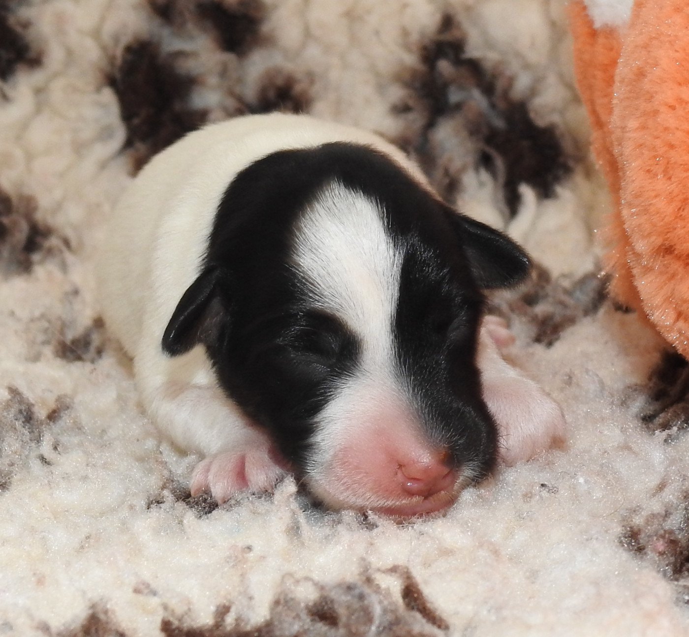 De La Rivière Landelot - Chiots disponibles - Fox Terrier Poil lisse