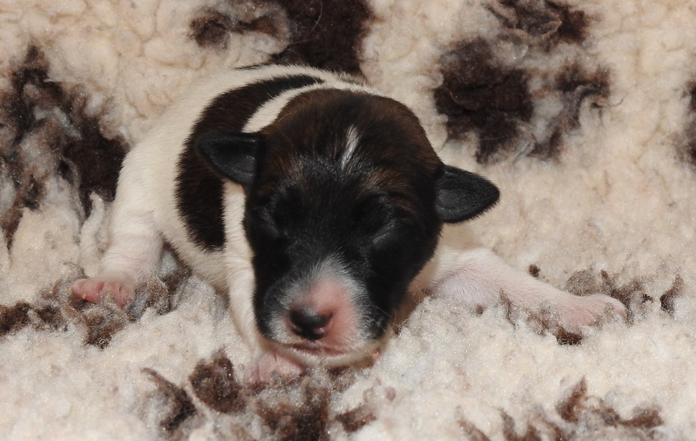 De La Rivière Landelot - Chiots disponibles - Fox Terrier Poil lisse