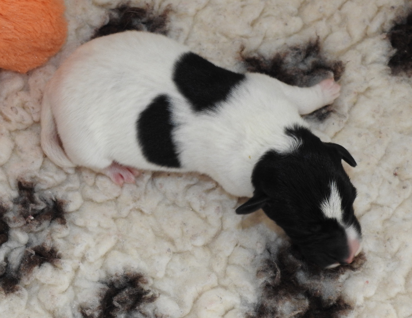 De La Rivière Landelot - Chiots disponibles - Fox Terrier Poil lisse