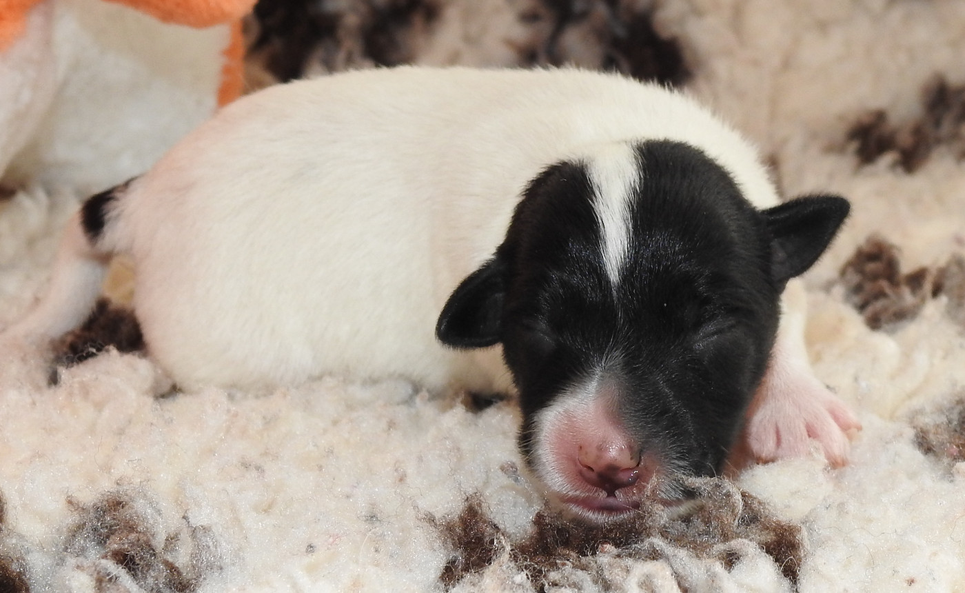 De La Rivière Landelot - Chiots disponibles - Fox Terrier Poil lisse