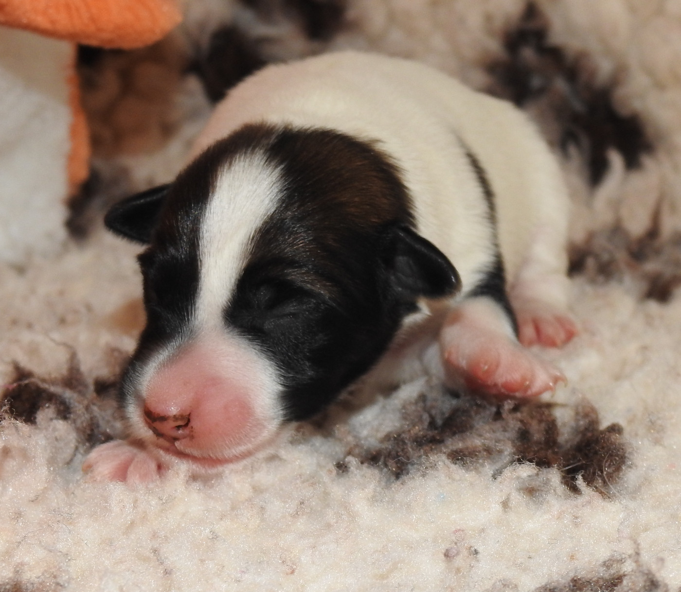 De La Rivière Landelot - Chiots disponibles - Fox Terrier Poil lisse