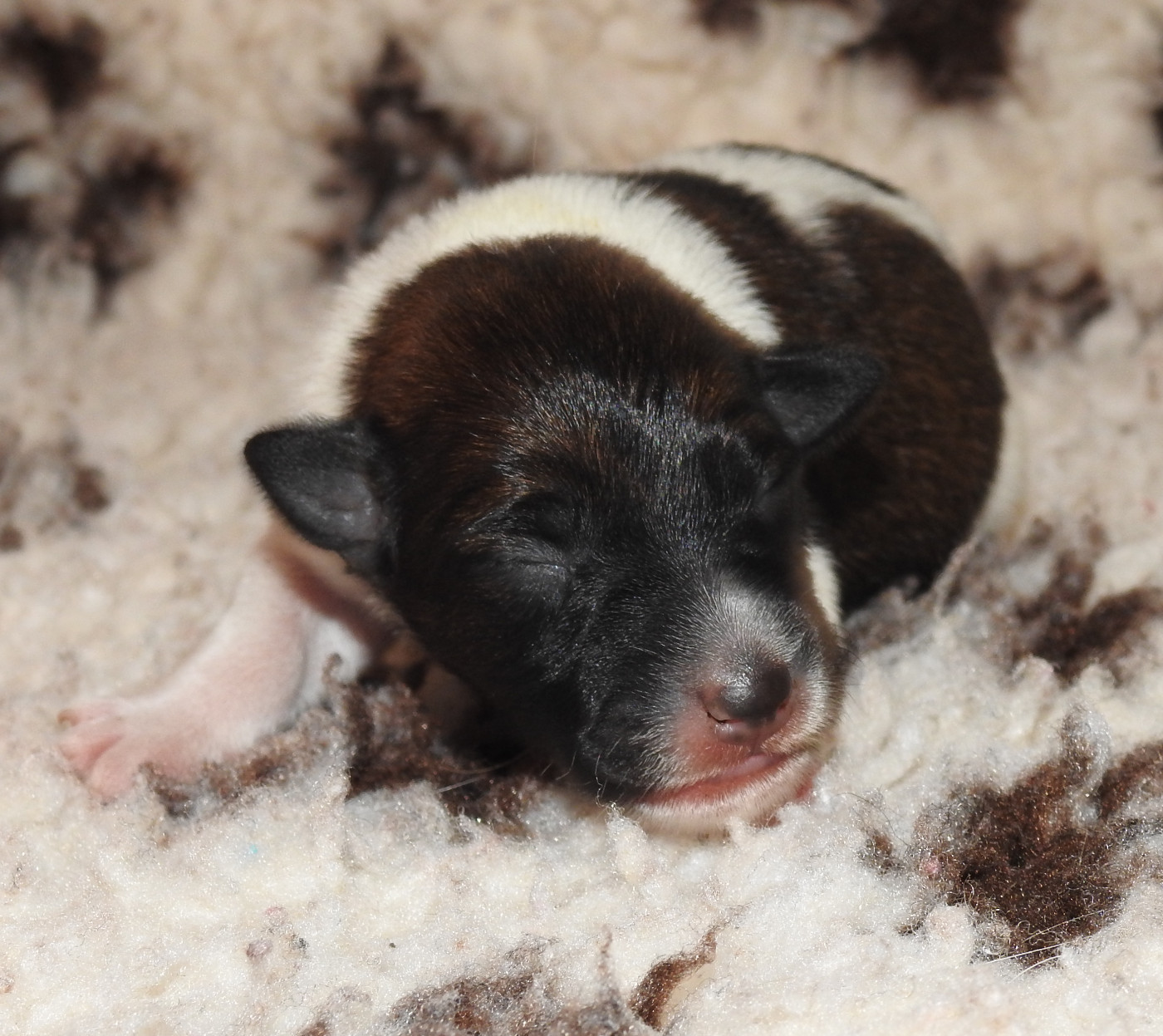 De La Rivière Landelot - Chiots disponibles - Fox Terrier Poil lisse