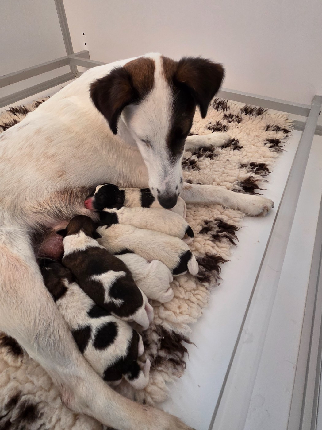 Chiot Fox Terrier Poil lisse De La Rivière Landelot