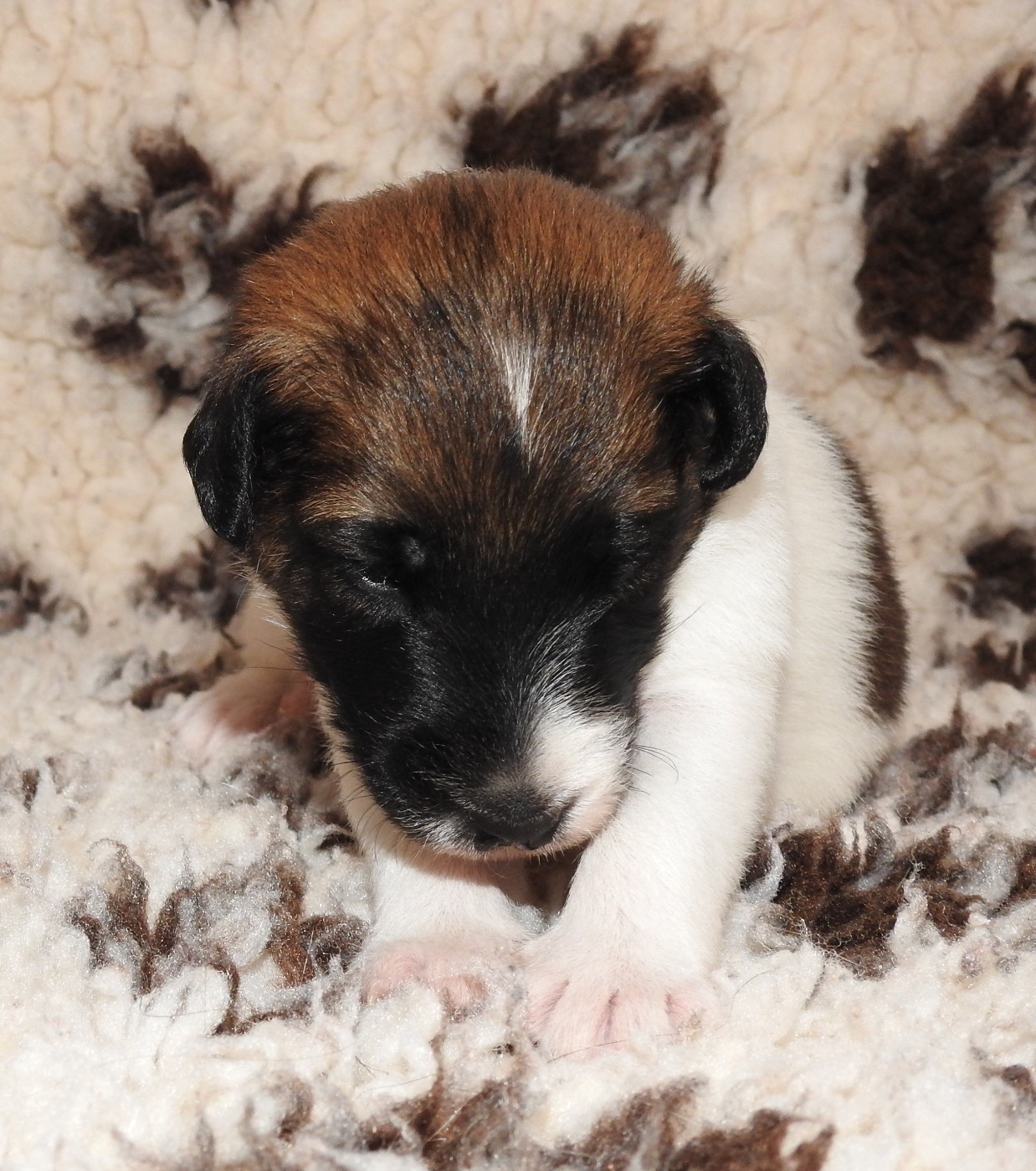 De La Rivière Landelot - Chiots disponibles - Fox Terrier Poil lisse