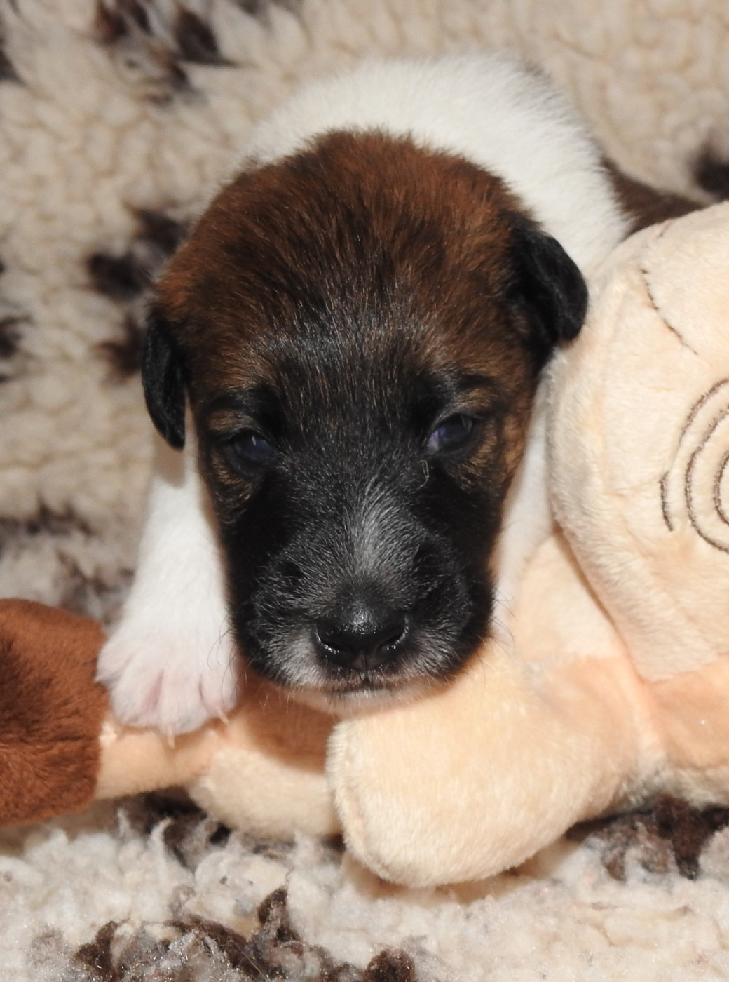 De La Rivière Landelot - Chiots disponibles - Fox Terrier Poil lisse