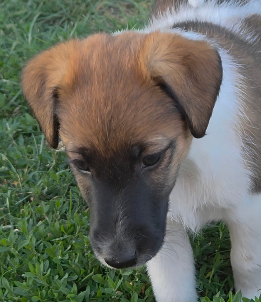 De La Rivière Landelot - Chiots disponibles - Fox Terrier Poil lisse