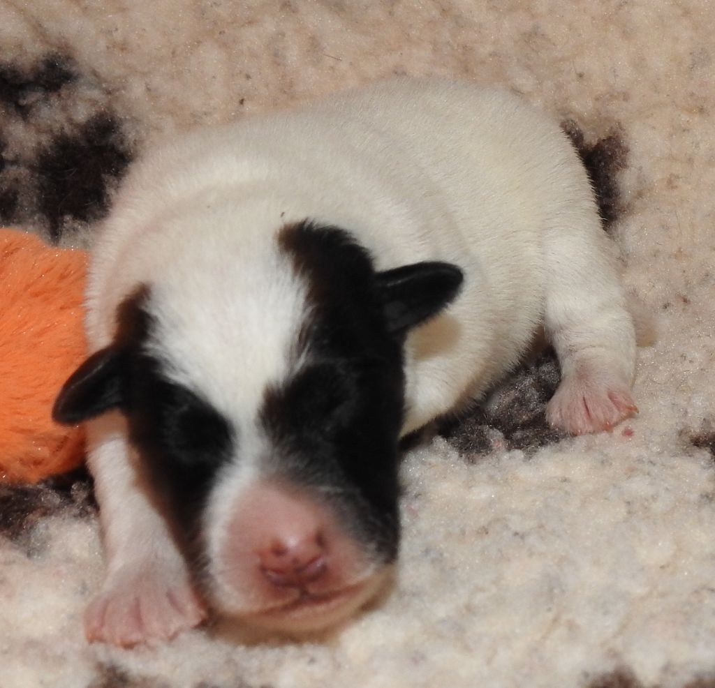 De La Rivière Landelot - Chiots disponibles - Fox Terrier Poil lisse